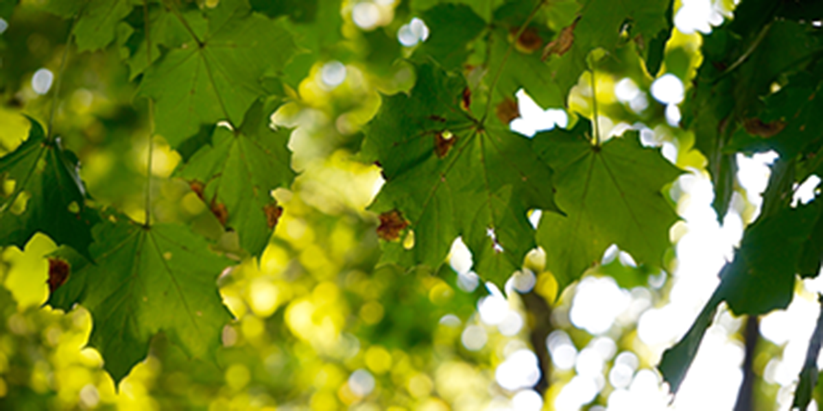 Tree leaves